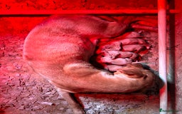 Labrador Retriever dogs for sale: Yellow/red Labrador puppies  - Image 22