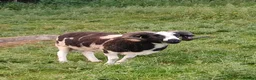 Sheep livestock for sale: Proven 2 year old Male Jacob Ram Tup - Advert 2