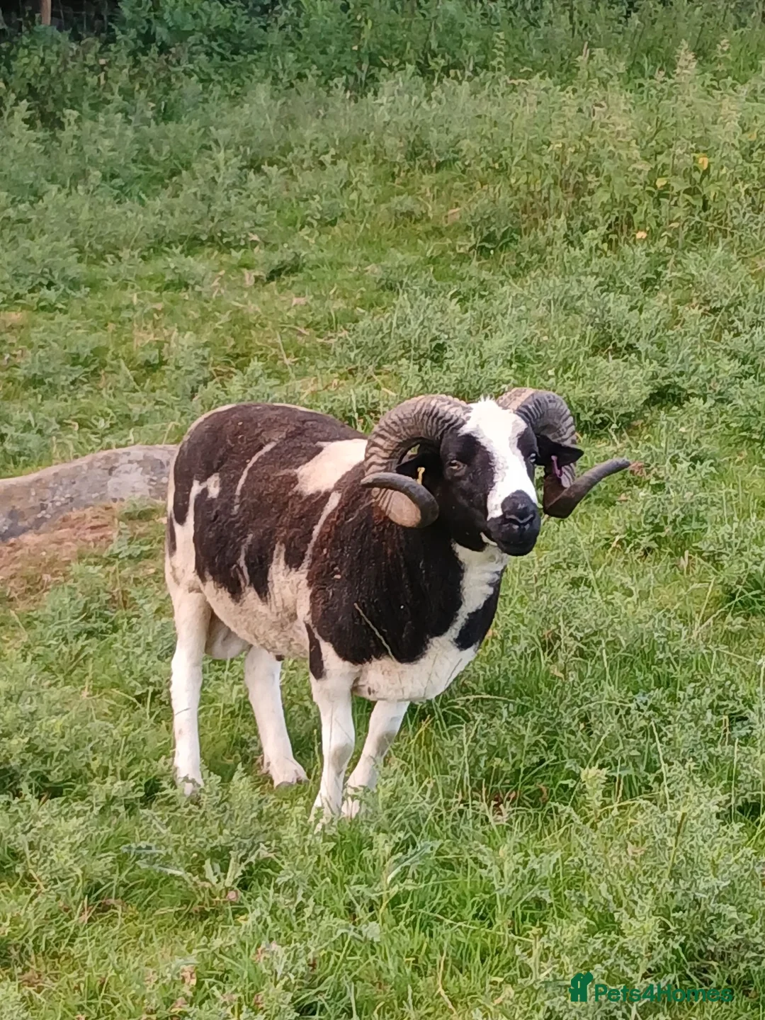Sheep livestock for sale: Proven 2 year old Male Jacob Ram Tup - Advert 2