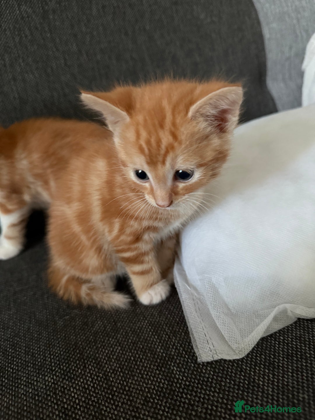 Domestic Shorthair cats for sale: Orage Kittens - Advert 9