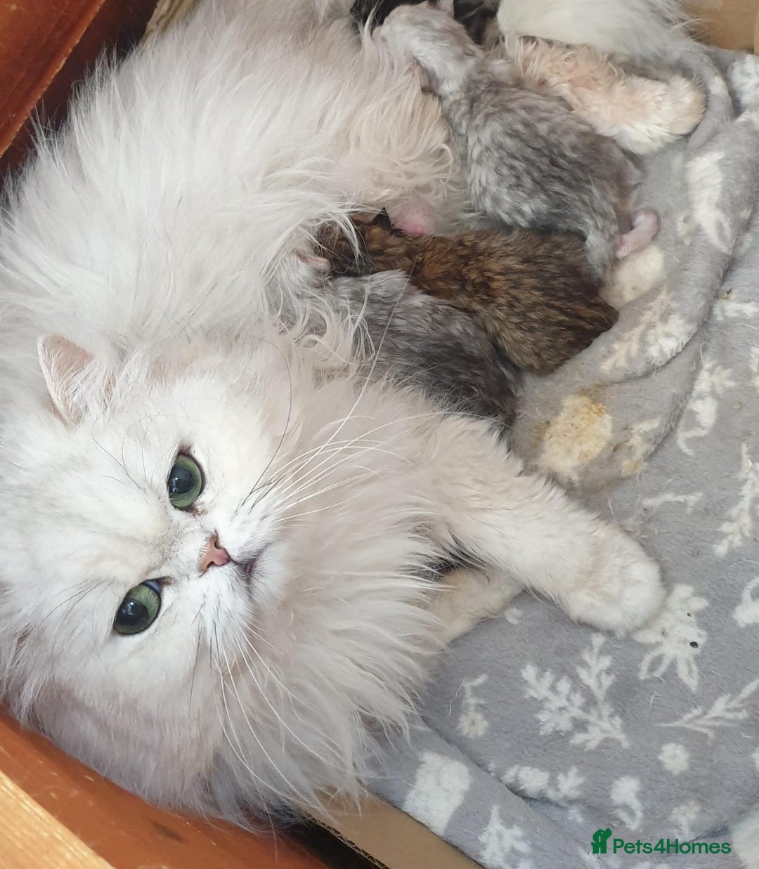 Persian cats for sale: 🌟Beautiful Pedigree Chinchilla Persian Kitten🌟 - Image 21