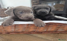 Labrador Retriever dogs for sale: 🩶 beautiful silver/Charcoal KC reg puppies 🩶 - Image 21