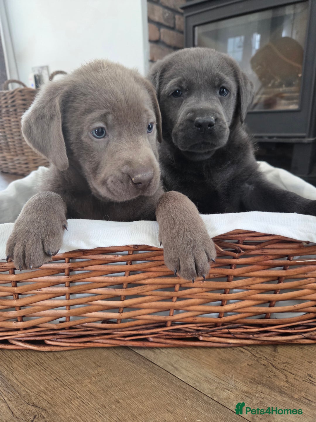 Labrador Retriever dogs for sale: 🩶 beautiful silver/Charcoal KC reg puppies 🩶 - Image 21