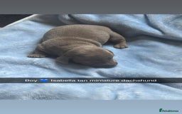 Miniature Dachshund dogs for sale: Miniature dachshunds puppies  - Image 4