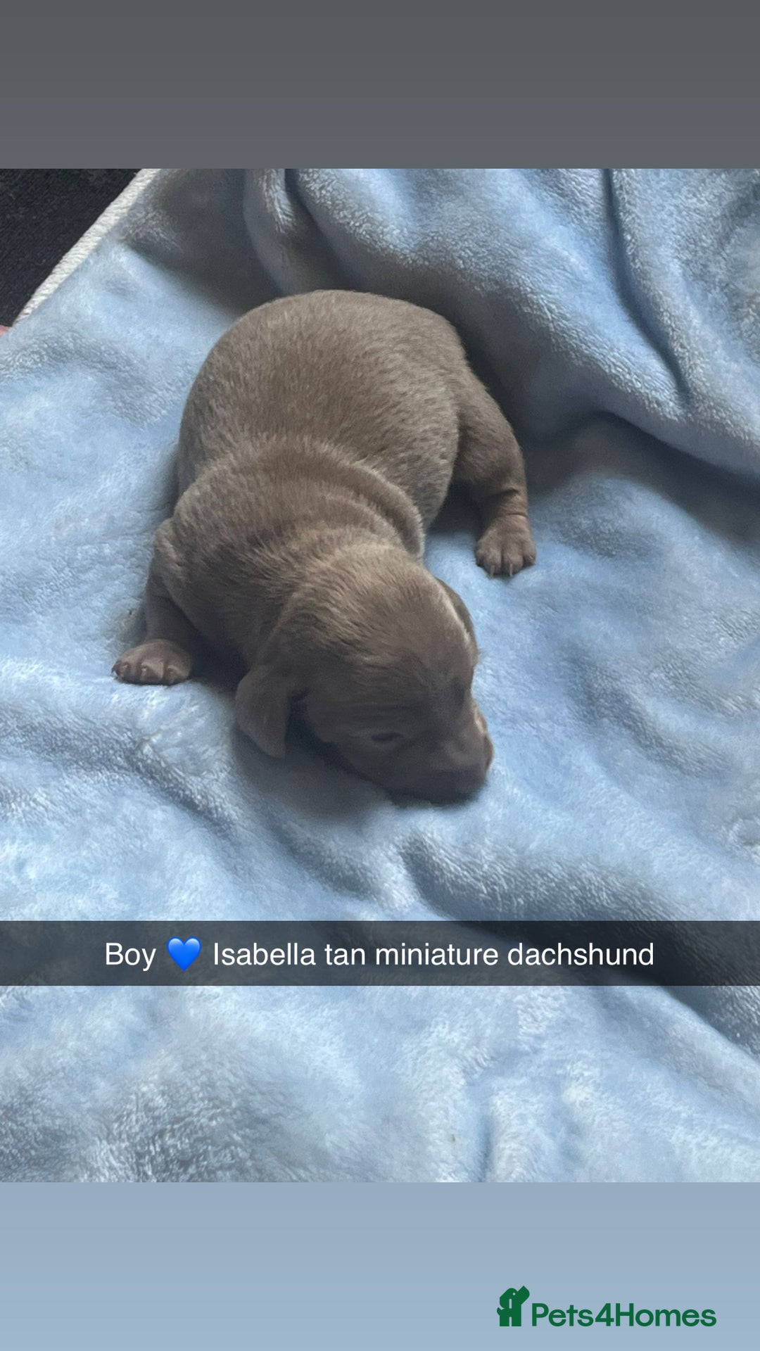 Miniature Dachshund dogs for sale: Miniature dachshunds puppies  - Image 4