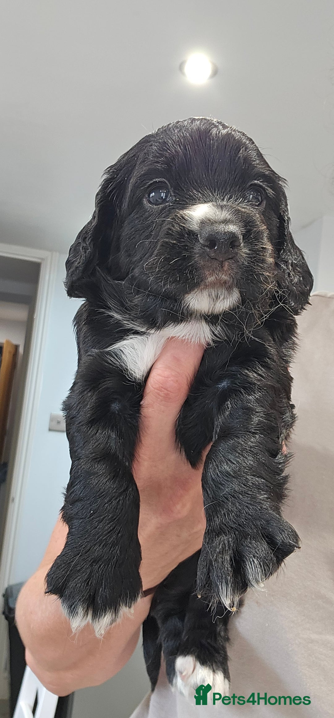 Cocker Spaniel dogs for sale: Beautiful Working Cocker Spaniel Puppies  - Image 5