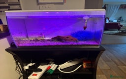 Snails fish for sale: Assassin snails  - Image 2