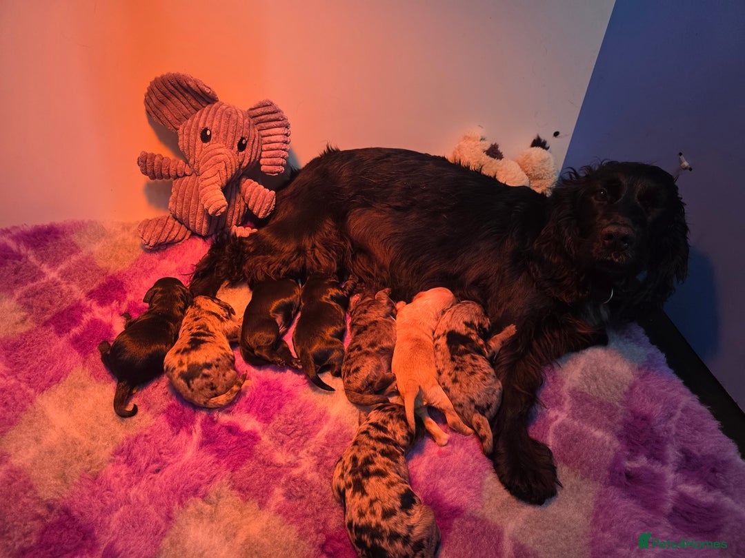 Cockapoo dogs for sale: Gorgeous Cockerpoo Puppies  - Image 19