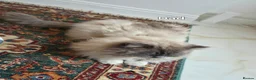 Ragdoll cats for sale: 🐾 Ragdoll Kittens Ready now !  - Advert 16