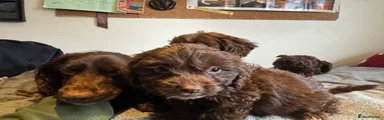 Cockapoo Puppy 2