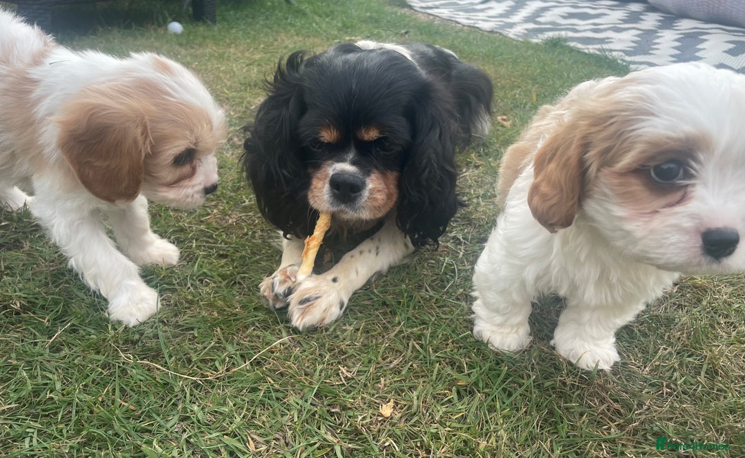 Cavachon dogs for sale: Cavachon puppies  - Image 16