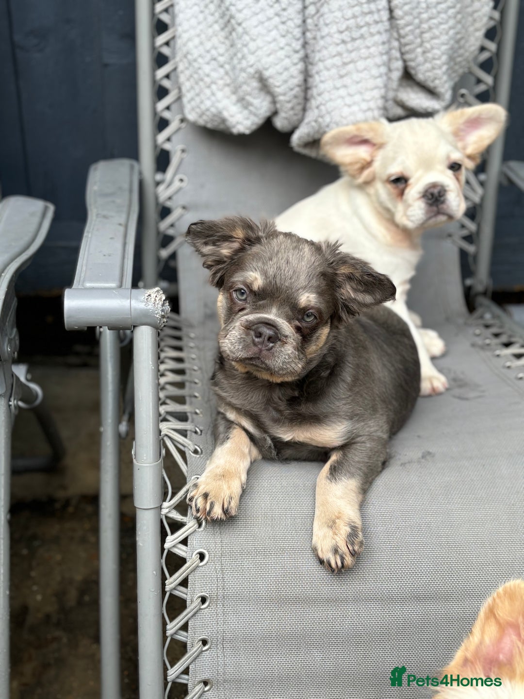 French Bulldog dogs for sale: Quality 5star🌟full visual fluffy French bulldogs  - Image 29