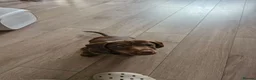 Dachshund dogs for sale: Dachshund  - Advert 2
