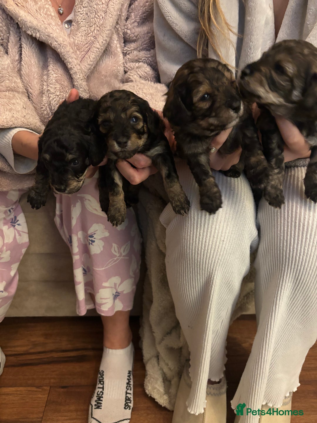 Poochon dogs for sale: Poochon F2Bs - Advert 3