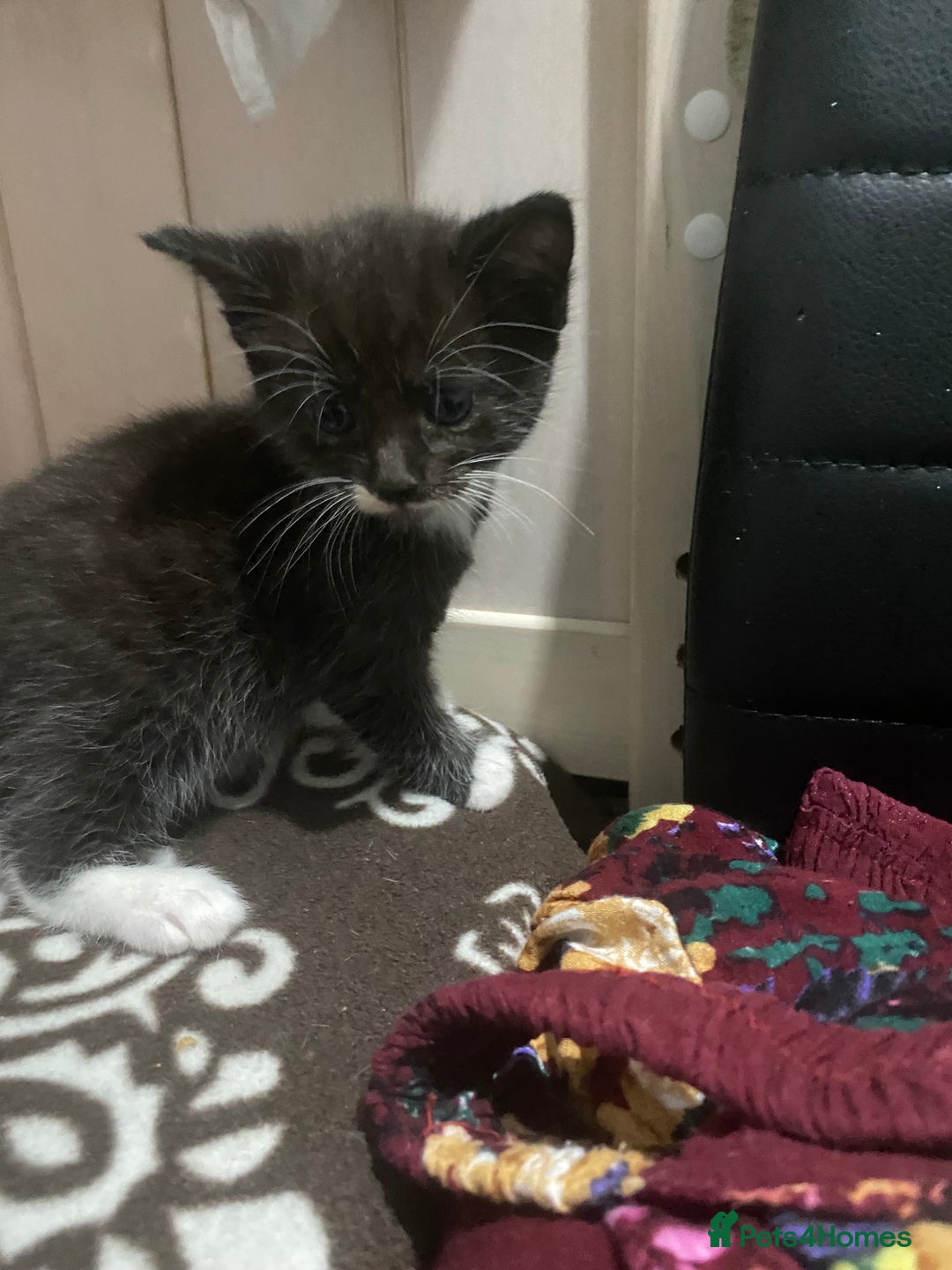 Mixed Breed cats for sale: 5 beautiful black and white kitties  - Image 8