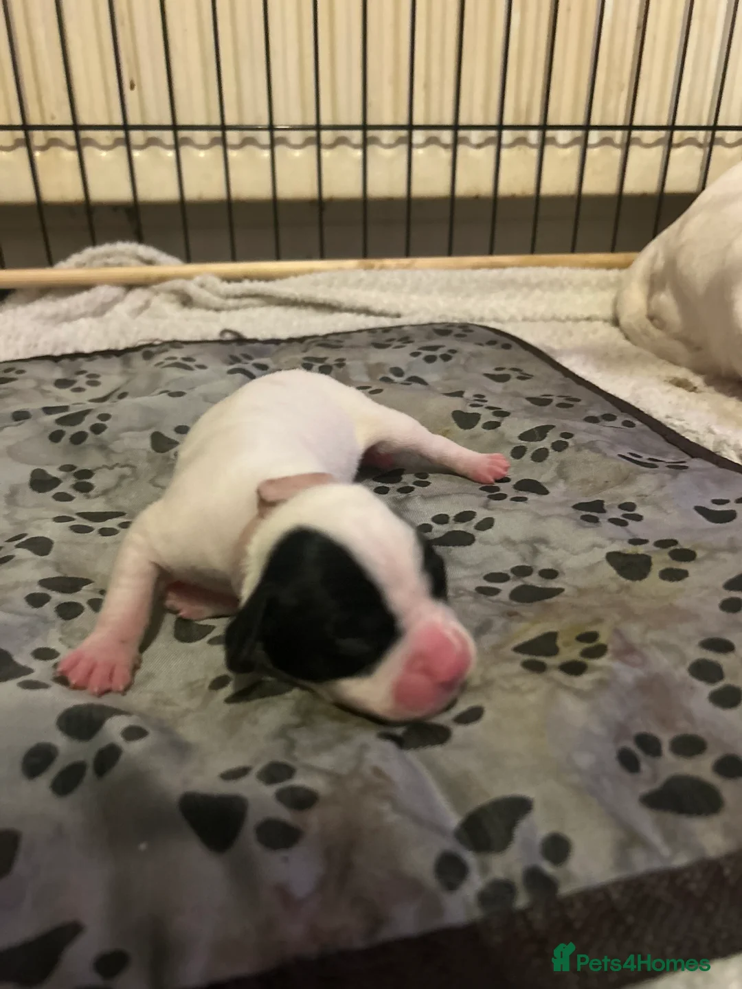 Mixed Breed dogs for sale: 7 gorgeous American Bulldog x Springer Spaniel - Advert 17