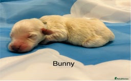 Double Doodle dogs for sale: Double doodle litter born 24/07/25 - Image 16