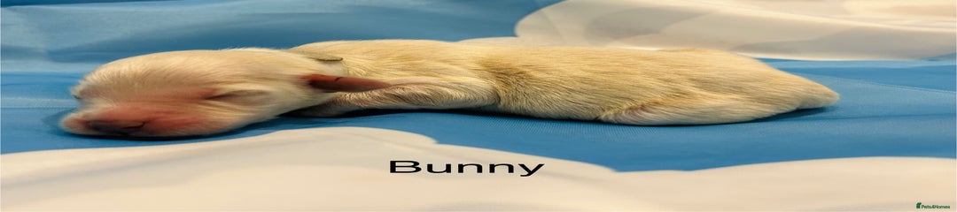 Bunny