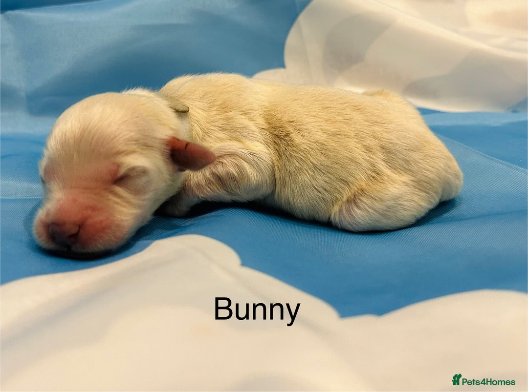 Double Doodle dogs for sale: Double doodle litter born 24/07/25 - Image 16