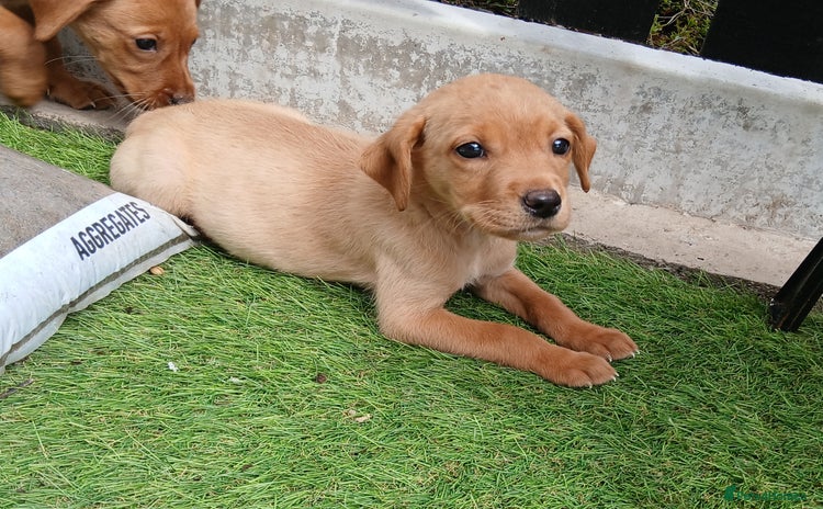 Labrador Retriever dogs - Advert 2