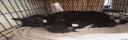 Mixed Breed cats for sale: 4 beautiful kittens (unsure of sex currently)  in Boston - Advert 7