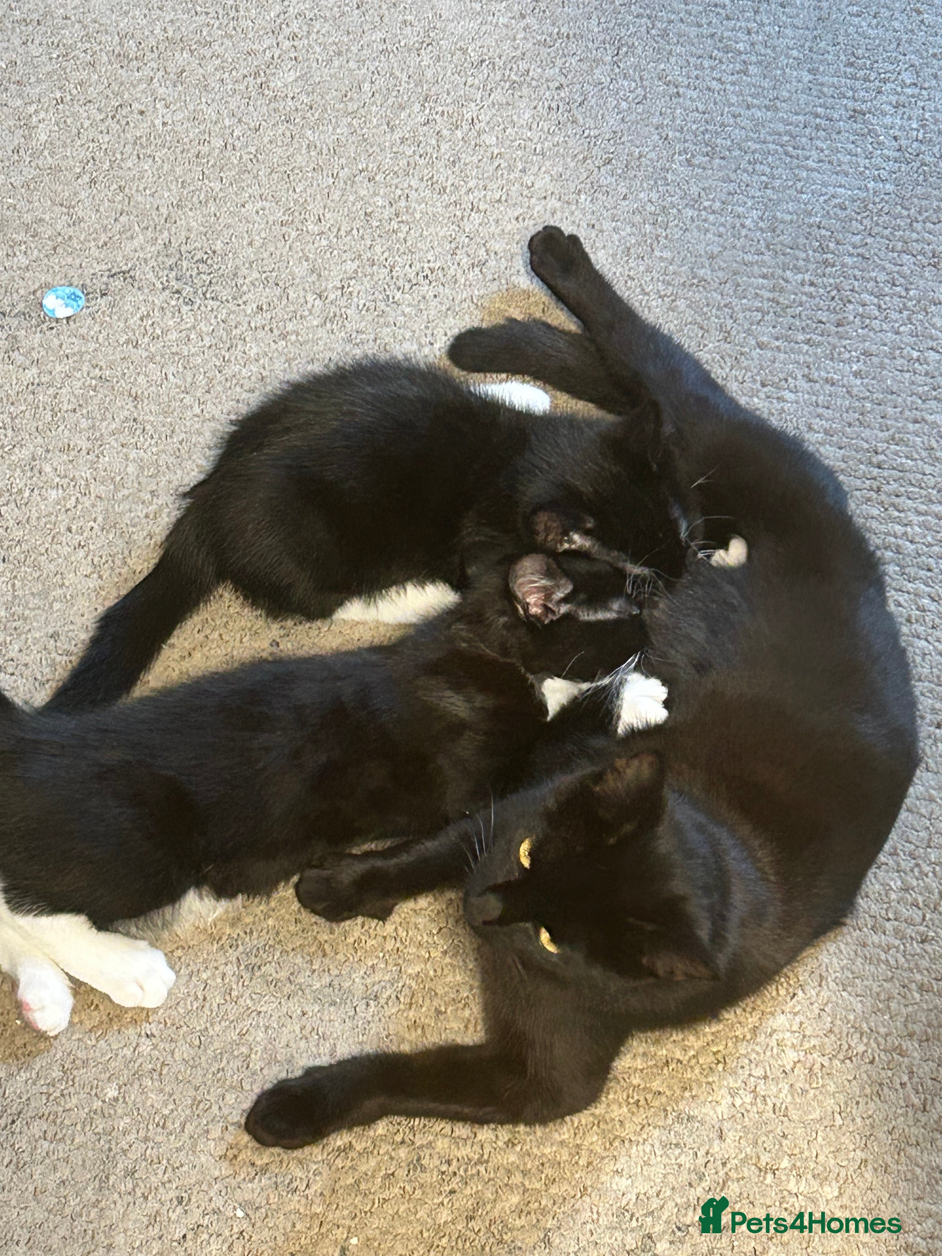 Mixed Breed cats 2 black and white kittens to go together - Advert 1