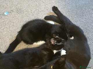 Mixed Breed cats 2 black and white kittens to go together - Advert 2