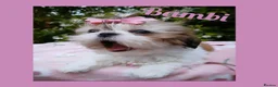 Shih Tzu dogs for sale: Available now - Tiny Imperial Shih tzu puppy Bambi - Advert 3