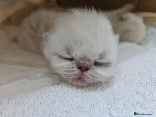 Persian cats 😻Stunning Pedigree Persian Kittens😻 - Advert 10