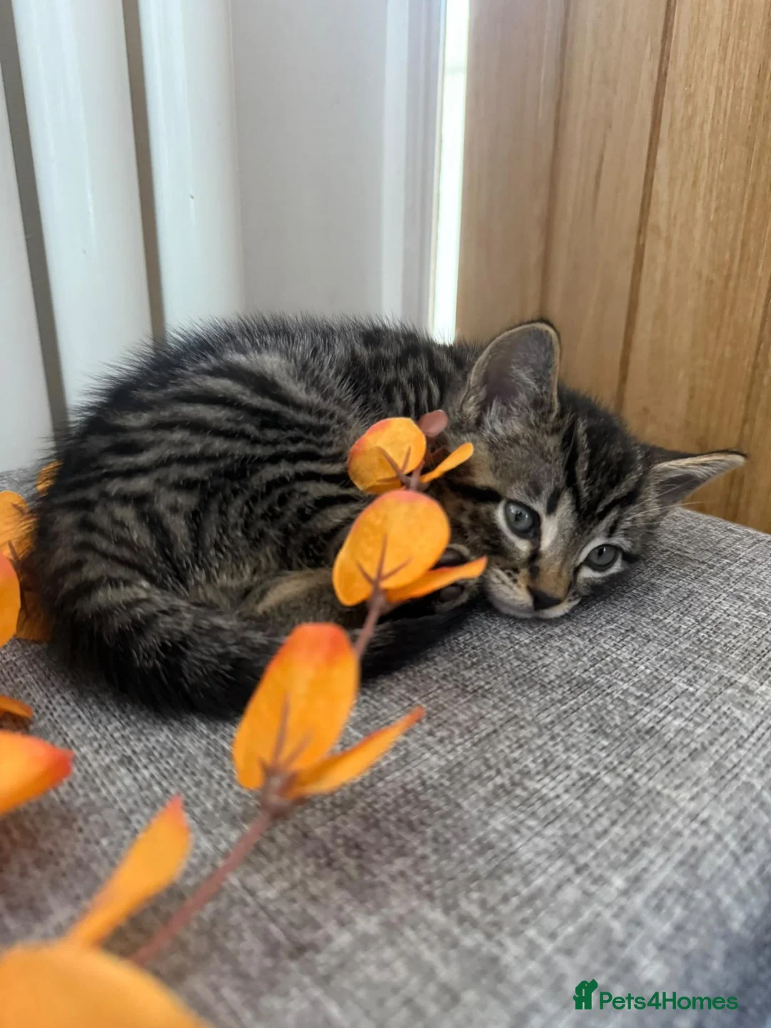 Bengal cats for sale: Gorgeous boy Bengal x kitten in Crawley - Advert 1