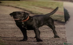 Springador dogs for sale: Puppies  - Image 2