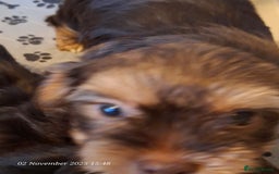Yorkshire Terrier dogs for sale: Chocolate brown should territ - Image 9