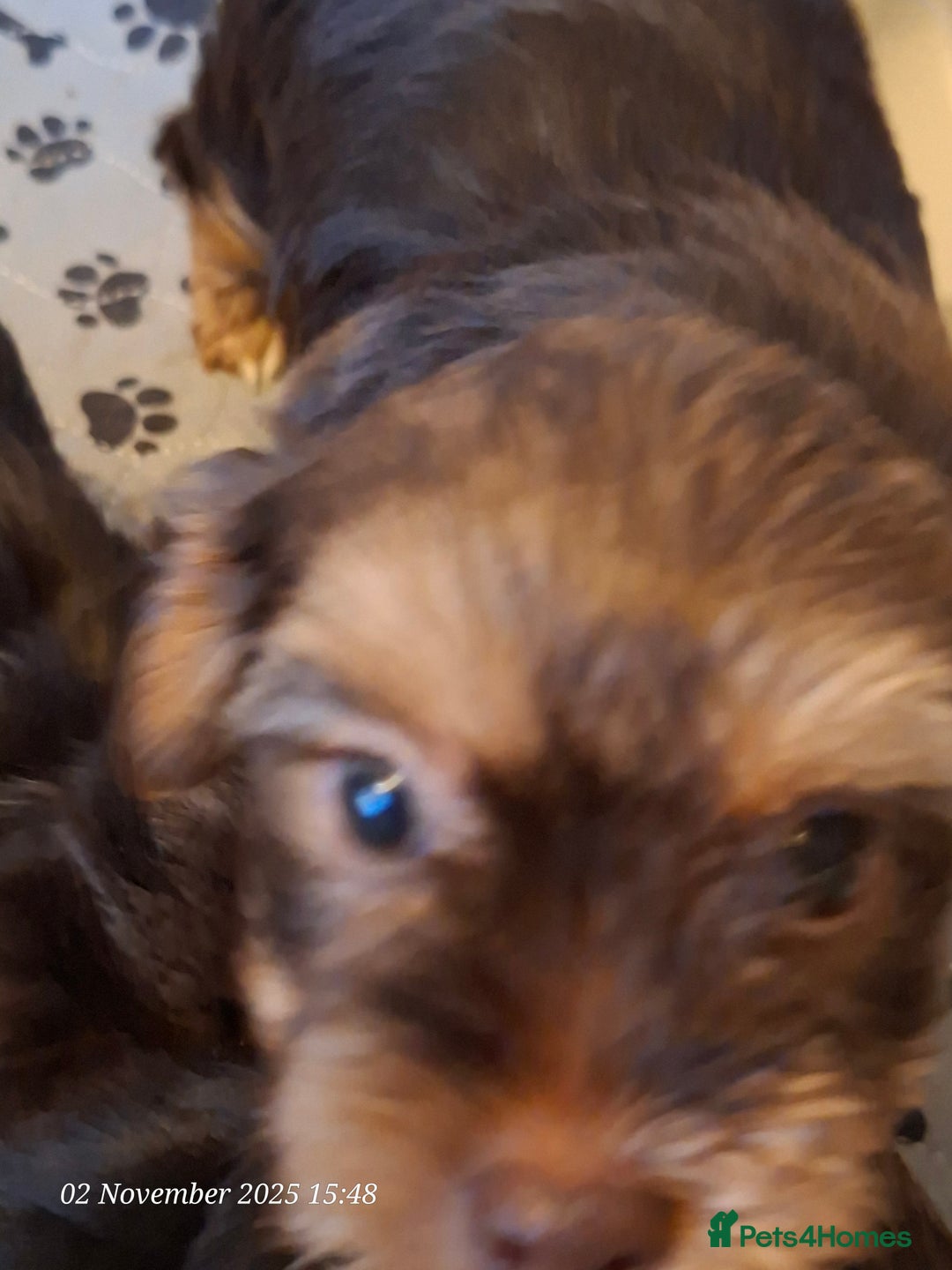 Yorkshire Terrier dogs for sale: Chocolate brown should territ - Image 9