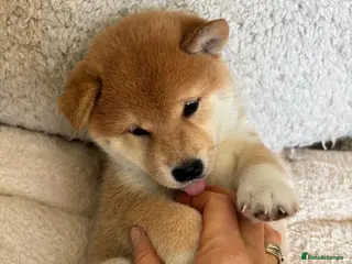 Japanese Shiba Inu dogs KC REGISTERED SHIBA INU RED PUPPIES FOR SALE - Advert 12
