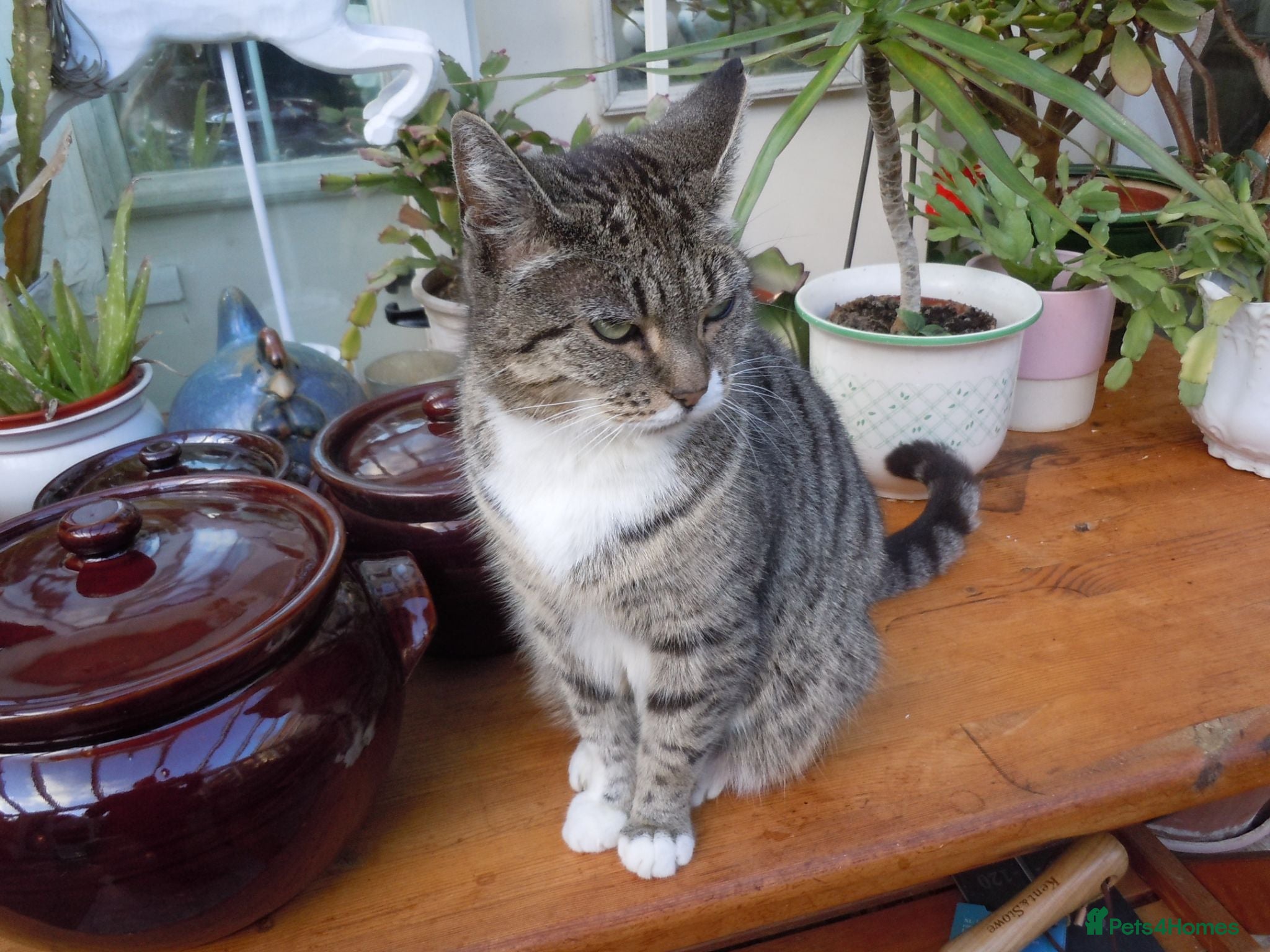 Domestic Shorthair cats Kittens looking for loving homes - Advert 17