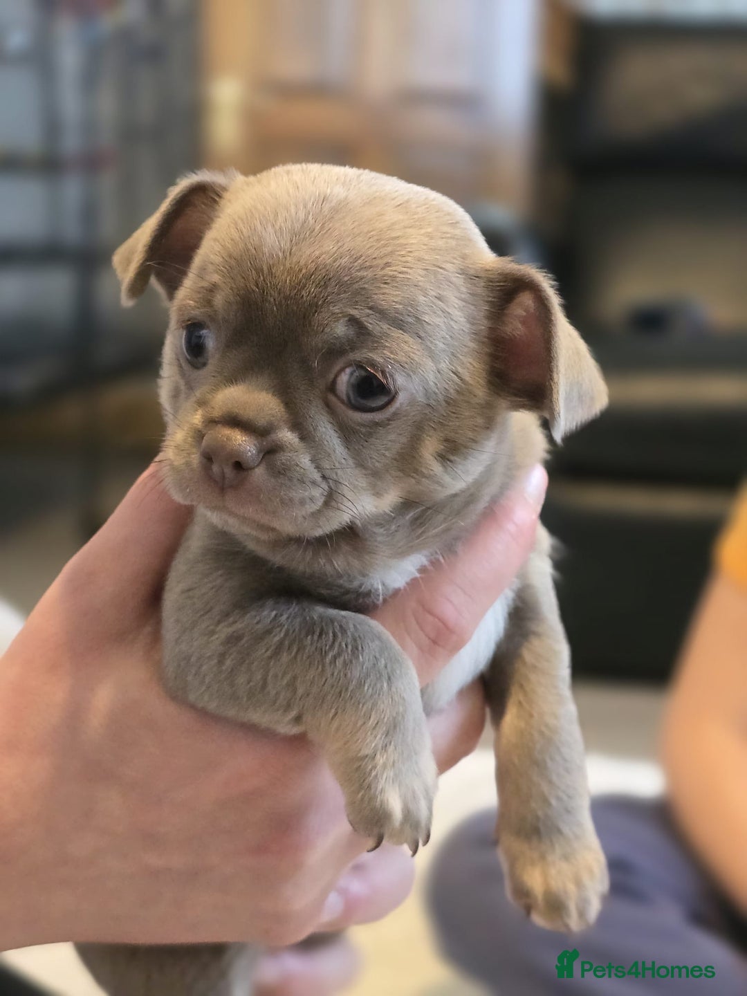 Chihuahua dogs for sale: Kc registered lilac chihuahua girl - Advert 9