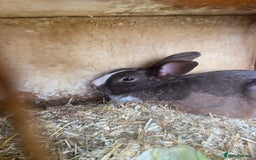English Spot rabbits for sale: English spot rabbits - Image 4