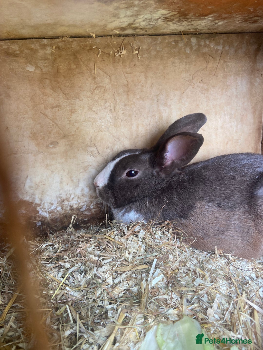 English Spot rabbits for sale: English spot rabbits - Image 4