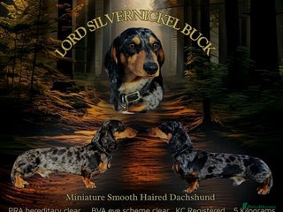 Miniature Dachshund dogs - Advert 40