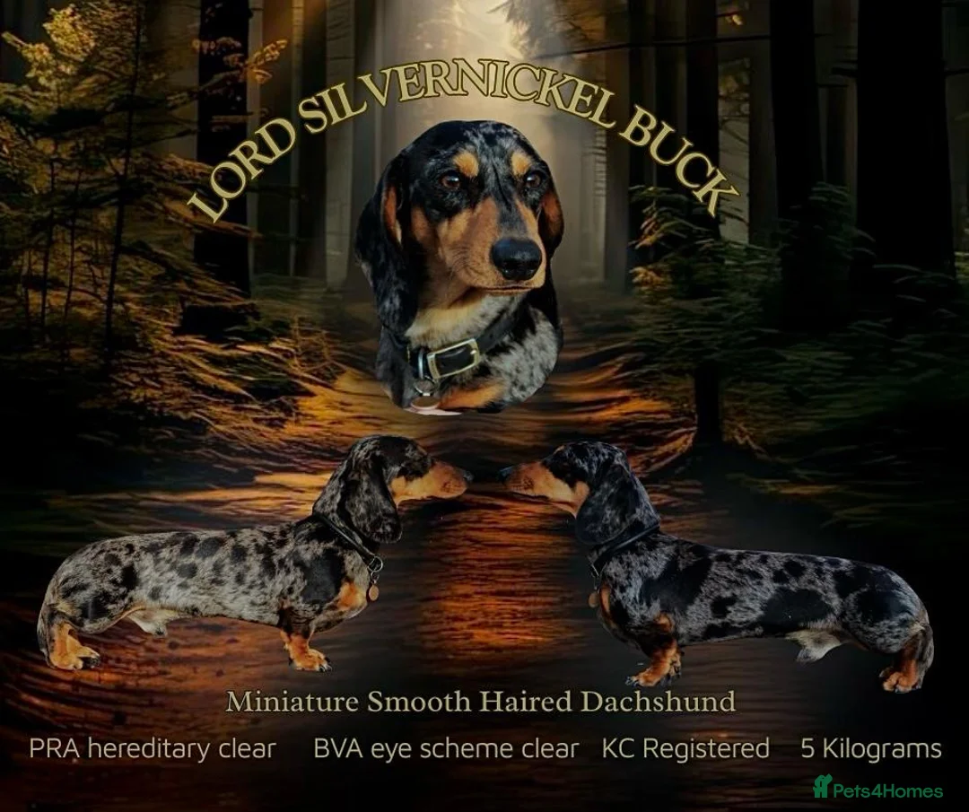 Miniature Dachshund dogs for stud: Fully health tested Stud - Lord Silvernickel Buck  - Advert 1