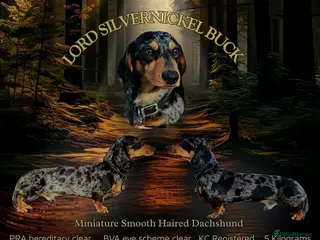 Miniature Dachshund dogs Fully health tested Stud - Lord Silvernickel Buck - Advert 1
