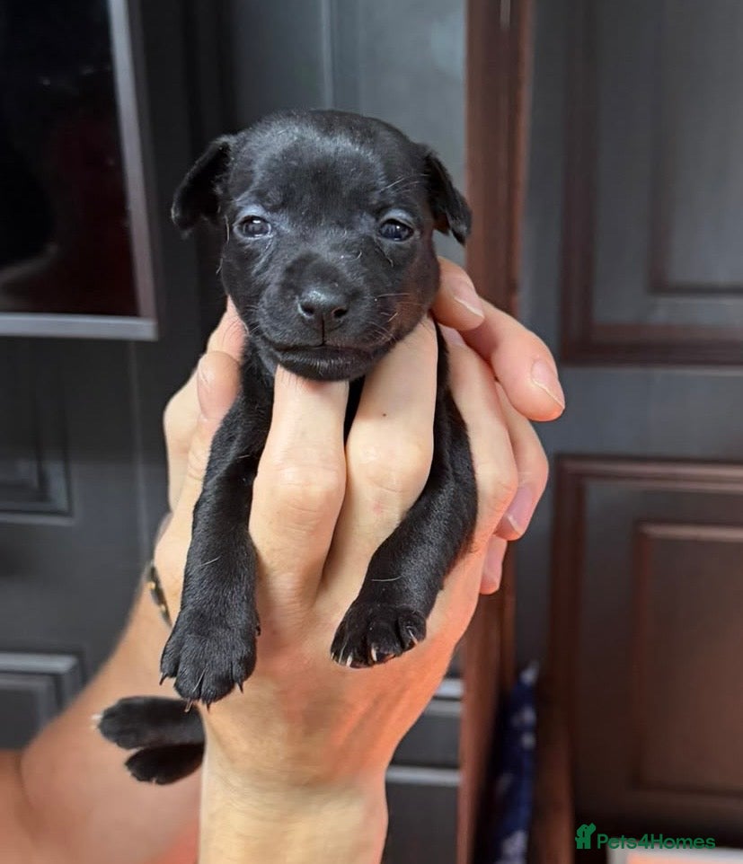 Jack Russell dogs for sale: Amazing rare coloured rainbow Jack Russels - Advert 2