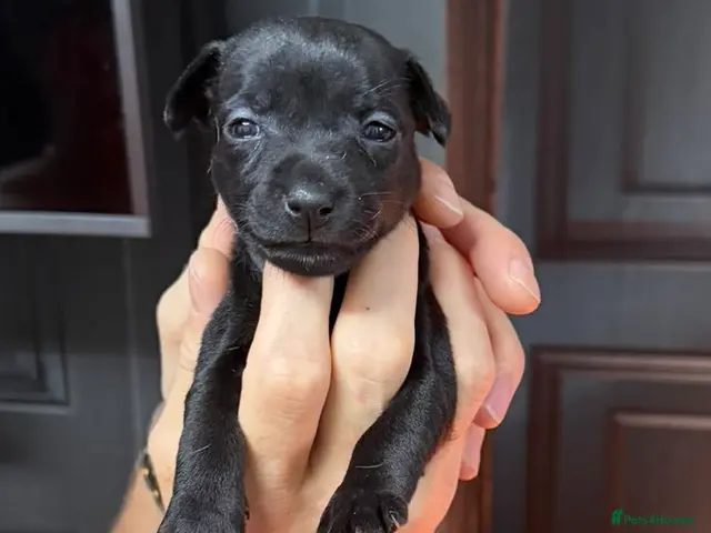 Jack Russell dogs for sale: Amazing rare coloured rainbow Jack Russels - Advert 2