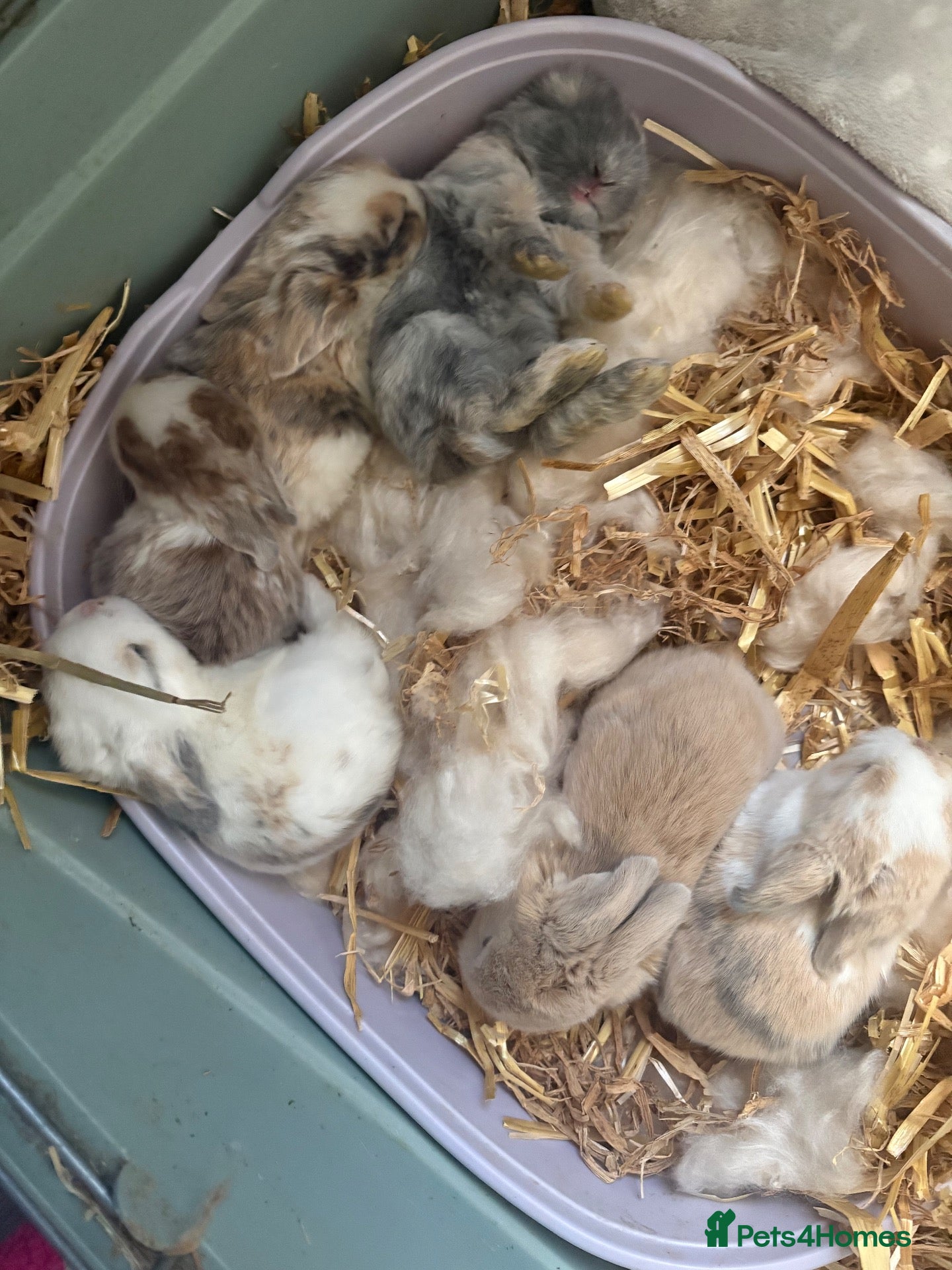 Mini Lop rabbits Mini lop harlequin rabbits  - Advert 1