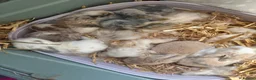 Mini Lop rabbits for sale: Mini lop harlequin rabbits  - Advert 1