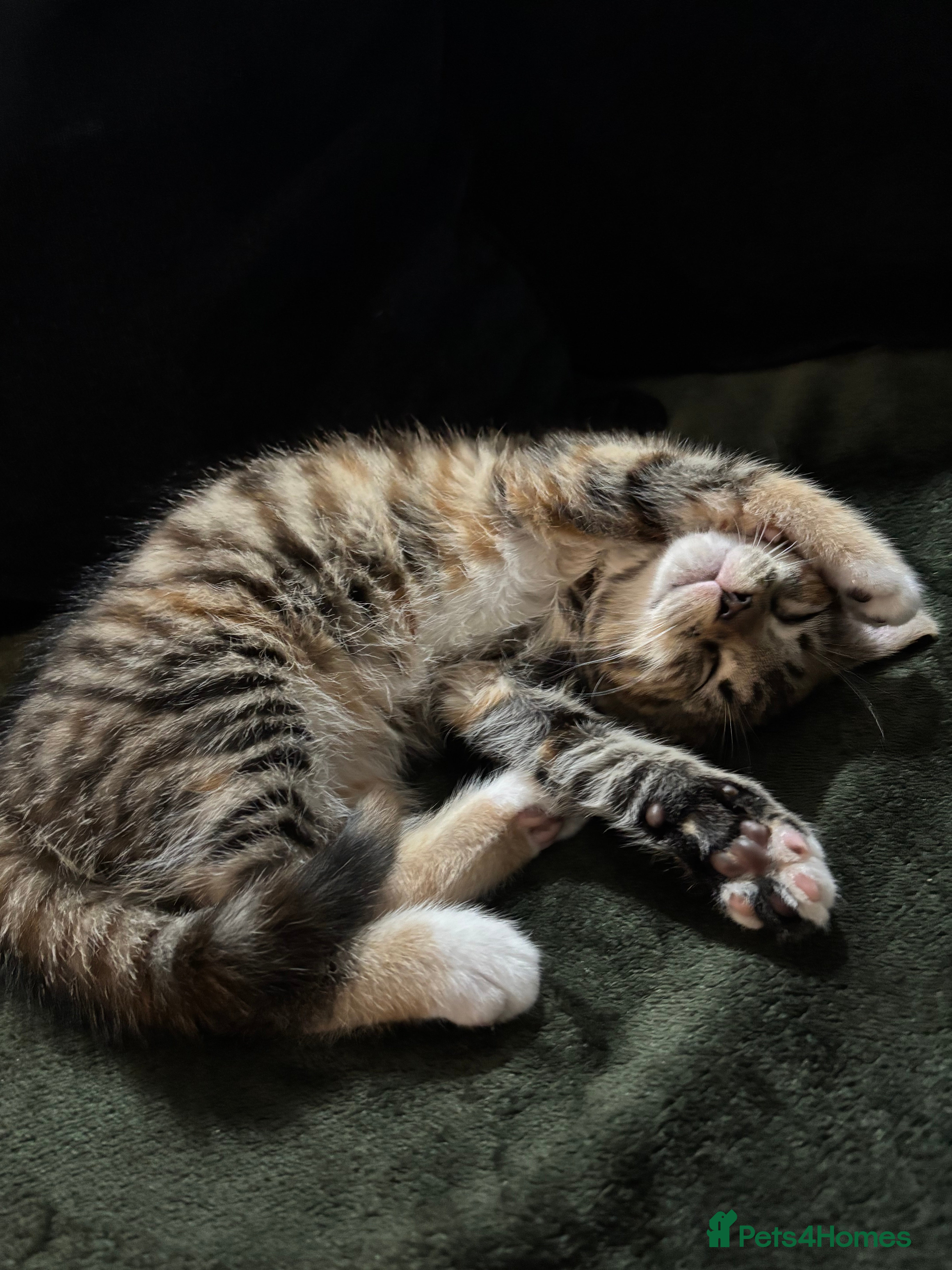 Mixed Breed cats 3 month old for Rehoming  - Advert 15