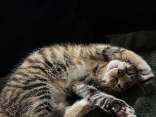 Mixed Breed cats 3 month old for Rehoming - Advert 2