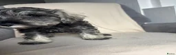 Miniature Schnauzer dogs for sale: Beautiful Miniature Schnauzers  - Advert 3