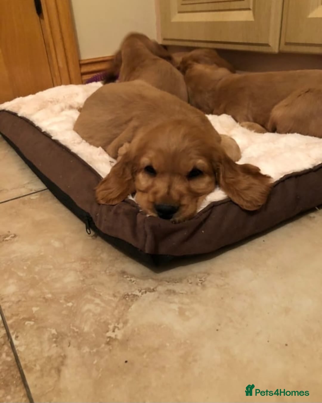 Cocker Spaniel dogs for sale: STUNNING HEALTH CHECKED DNA TESTED  - Advert 3
