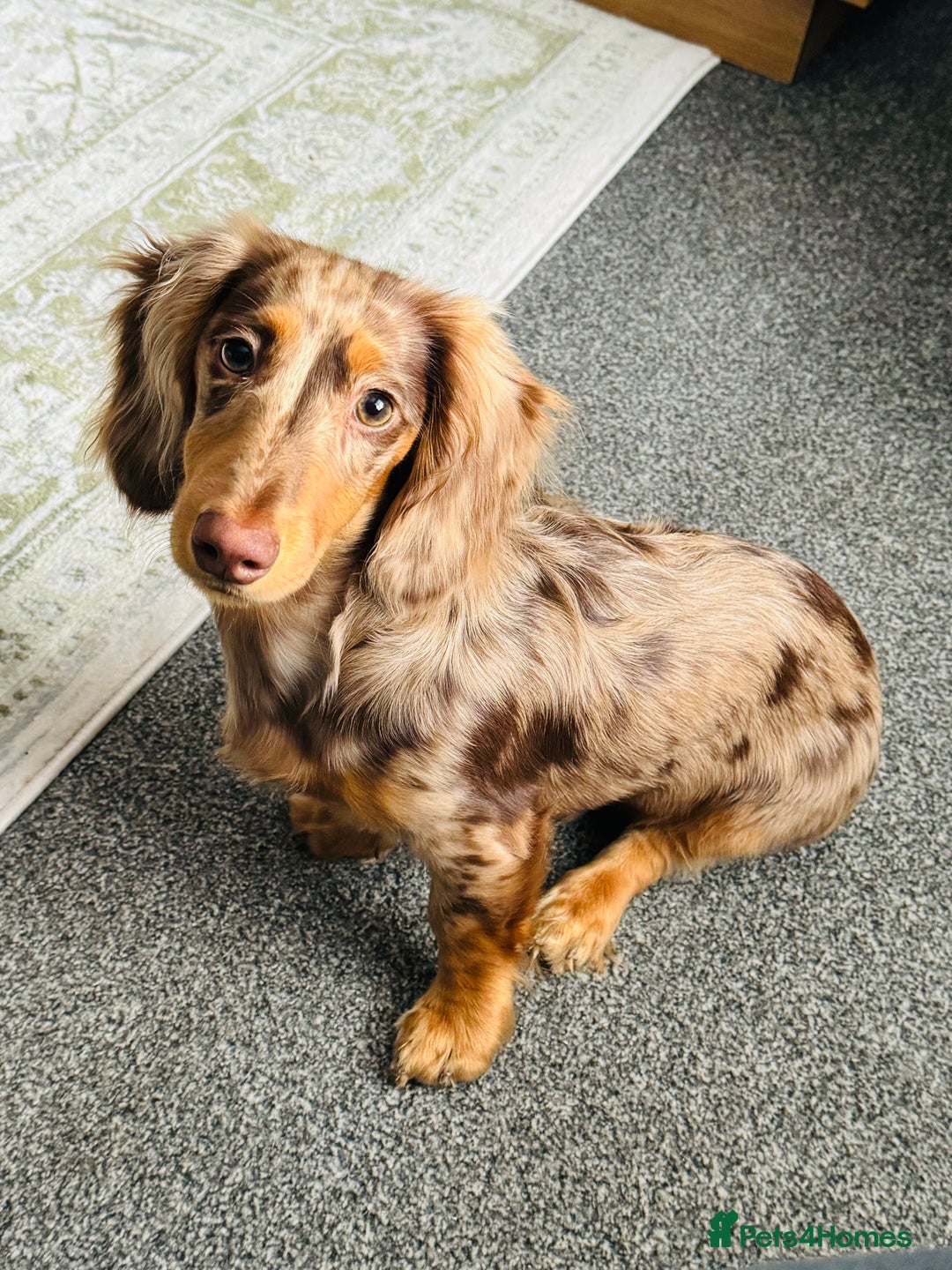 Dachshund dogs for stud: Chocolate Dapple Long-Haired Dachshund stud - Image 9